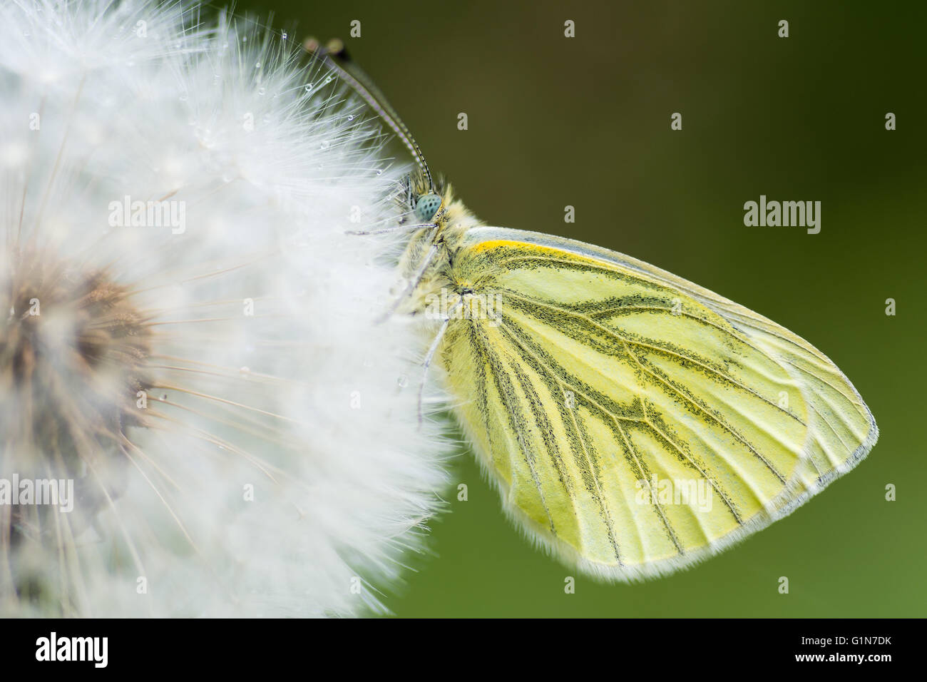 Grün-veined weiß (Pieris Napi) auf Löwenzahn Seedhead. Schmetterling in der Familie Pieridae in Ruhe mit Flügeln bei Regen geschlossen Stockfoto