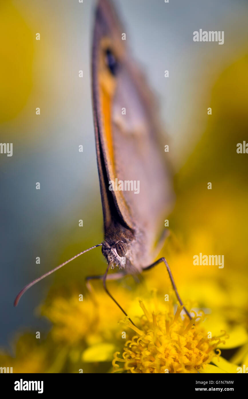 Schmetterling Nahaufnahme Schuss in Natur. Schmetterling auf gelben Blüten. Stockfoto