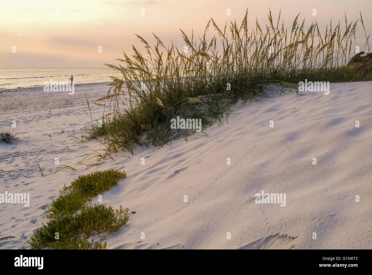 Sehafer in Dünen, St. Joseph Peninsula State Park, FL. Stockfoto