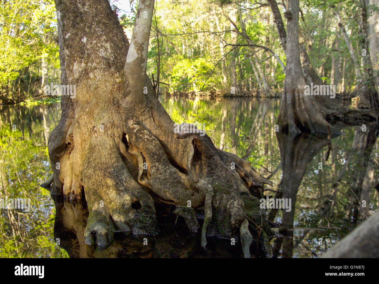 Wasser Mokassin Sonnen am Cypress Wurzel, Silver River State Park, FL Stockfoto