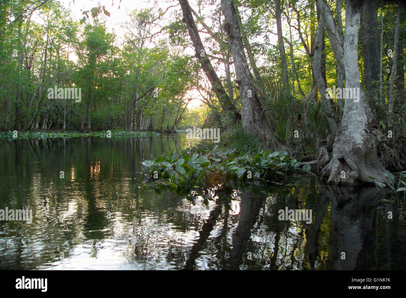 Silver River State Park, FL Stockfoto