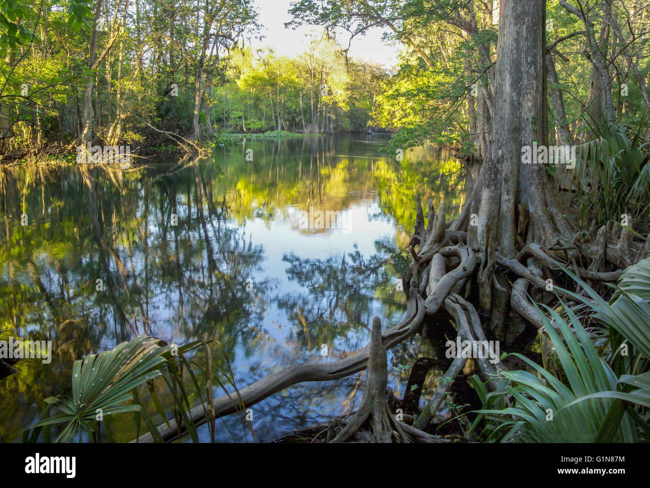 Zypressen und Wurzeln auf Silver River, Silver River State Park, FL Stockfoto