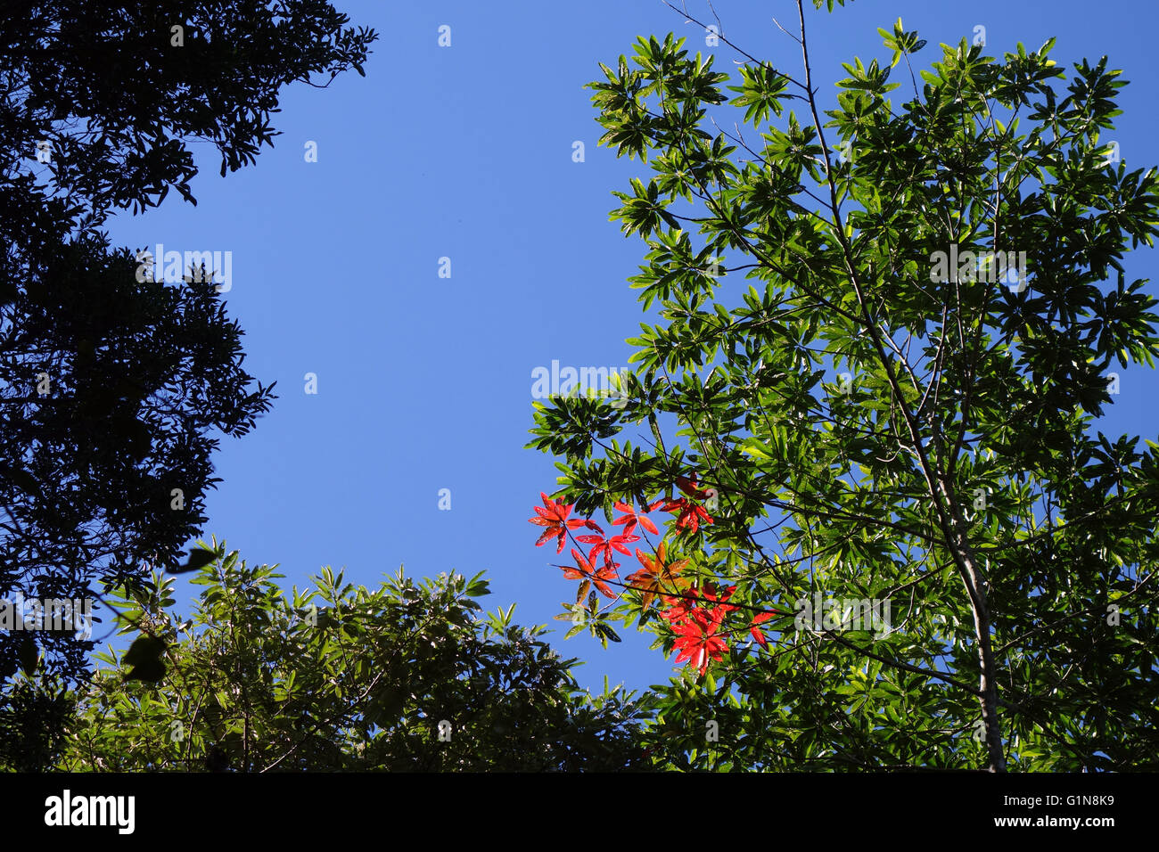 Alte Blätter von Quandong (Elaeocarpus SP.) im Rainforest überdachung rot, Kondalilla Nationalpark, Queensland, Australien Stockfoto