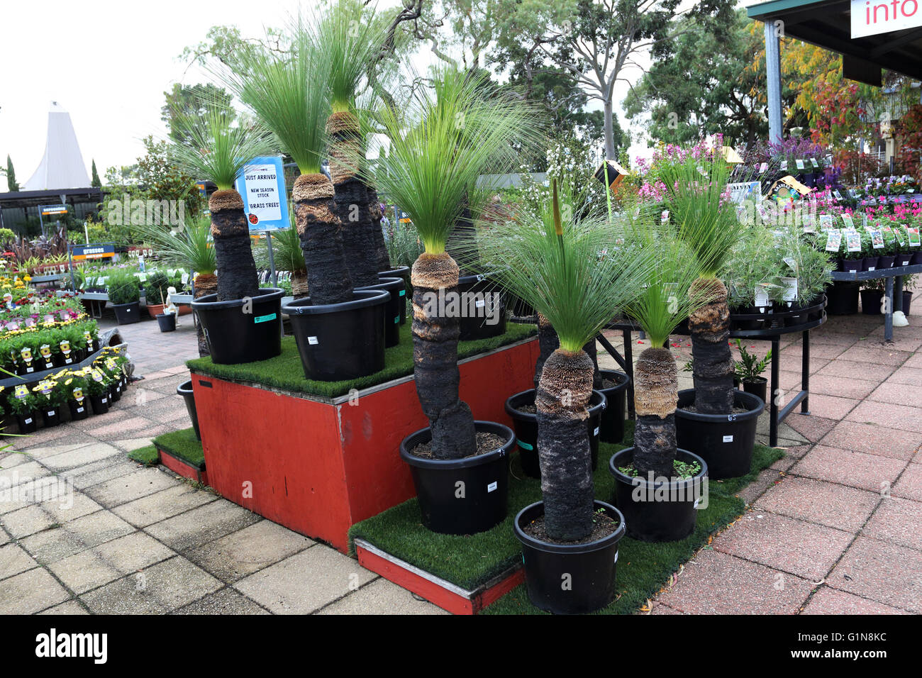 Grasbäume, Xanthorrhoea Preissi in einem Topf zum Verkauf Stockfoto