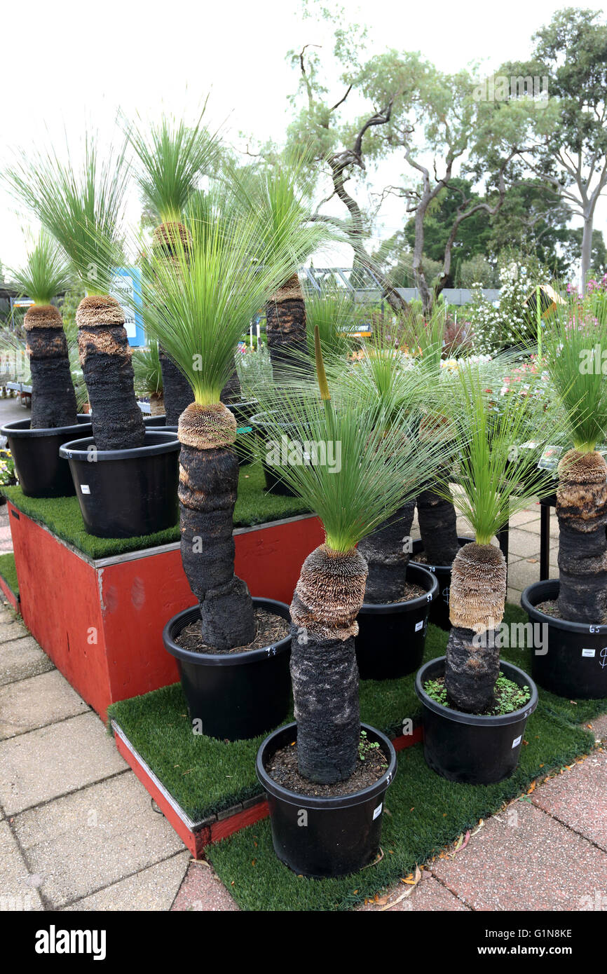 Grasbäume, Xanthorrhoea Preissi in einem Topf zum Verkauf Stockfoto