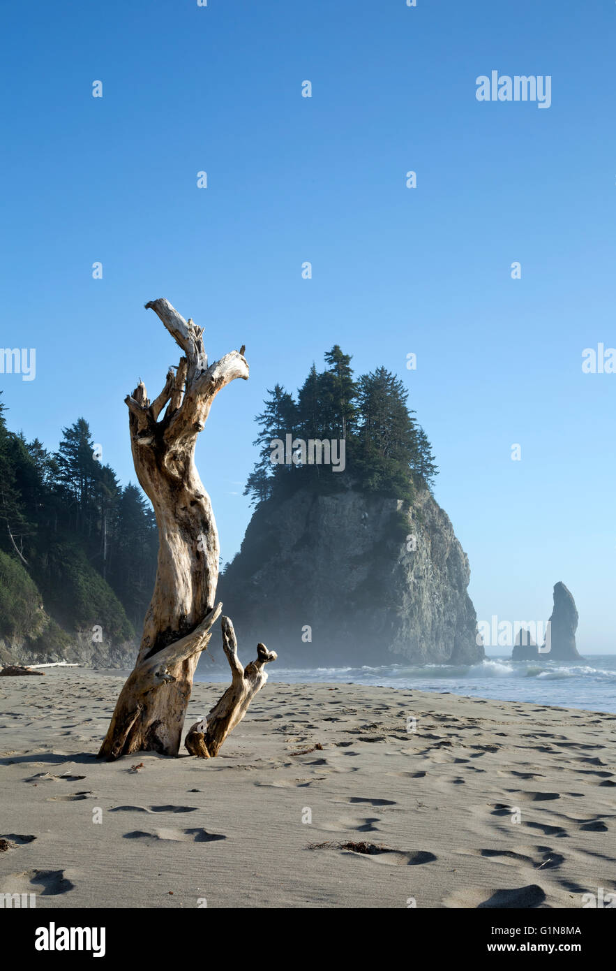 WASHINGTON - befindet sich ein Drift-Protokoll vergraben im Sand in der Nähe von Mosquito Creek im Abschnitt Wildnis des Olympic National Park. Stockfoto