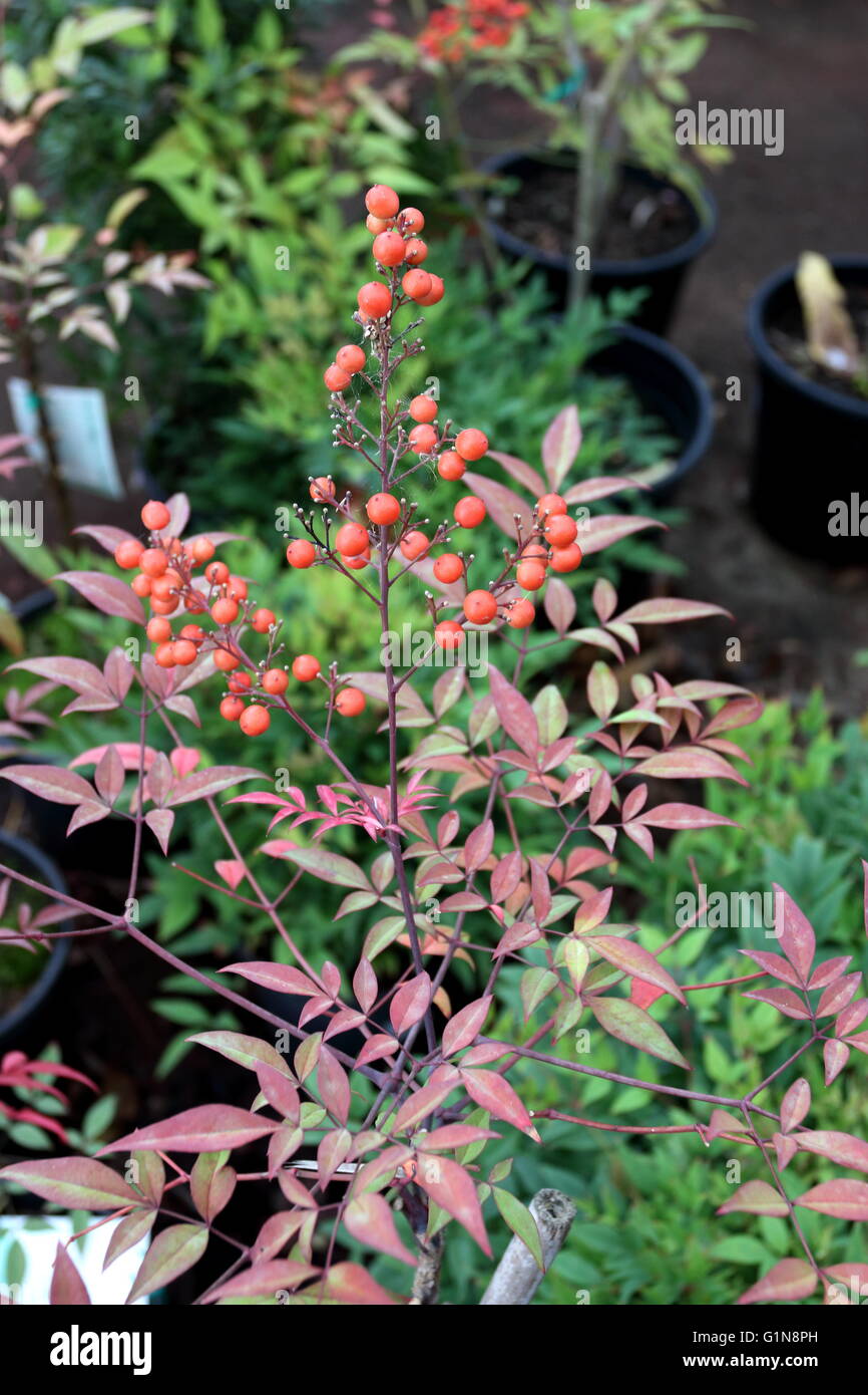 Nandina Domestica oder bekannt als Nandina, himmlischer Bambus oder  Heiliger Bambus mit Beeren Stockfotografie - Alamy