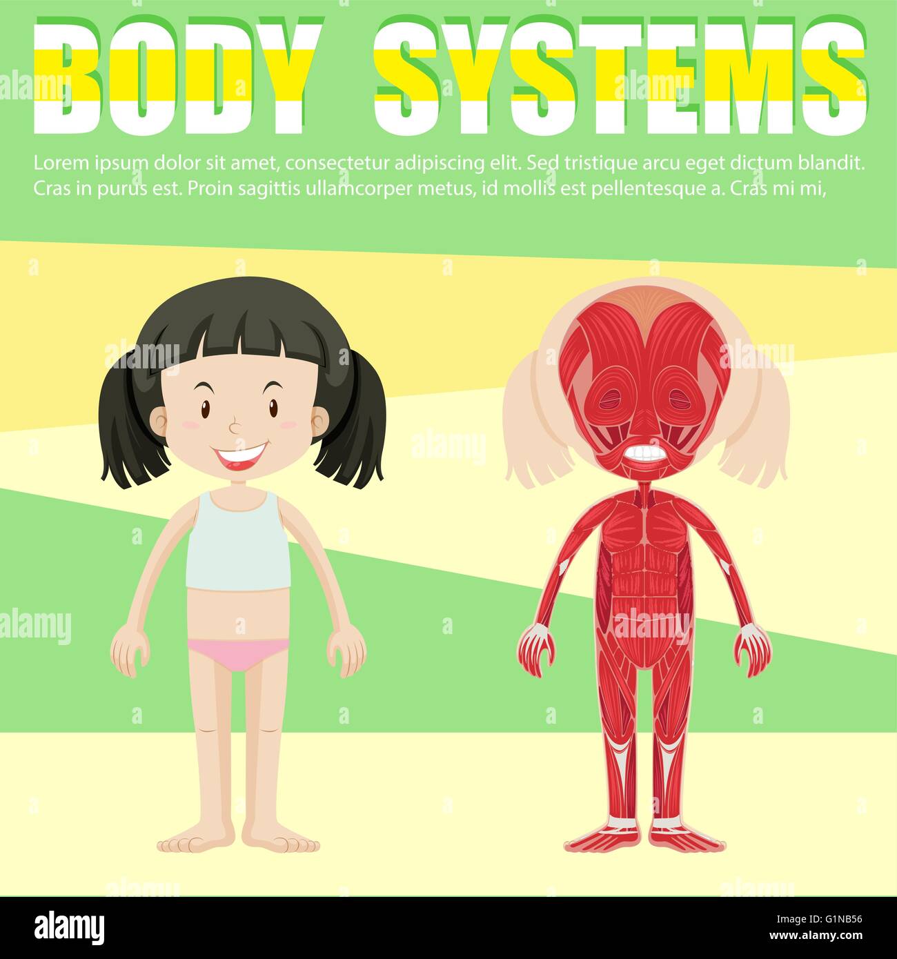 Infografik mit Mädchen und Körper-System-Darstellung Stock-Vektorgrafik ...