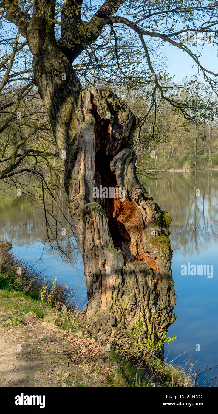 Eine alte Eiche am Teich Stockfoto
