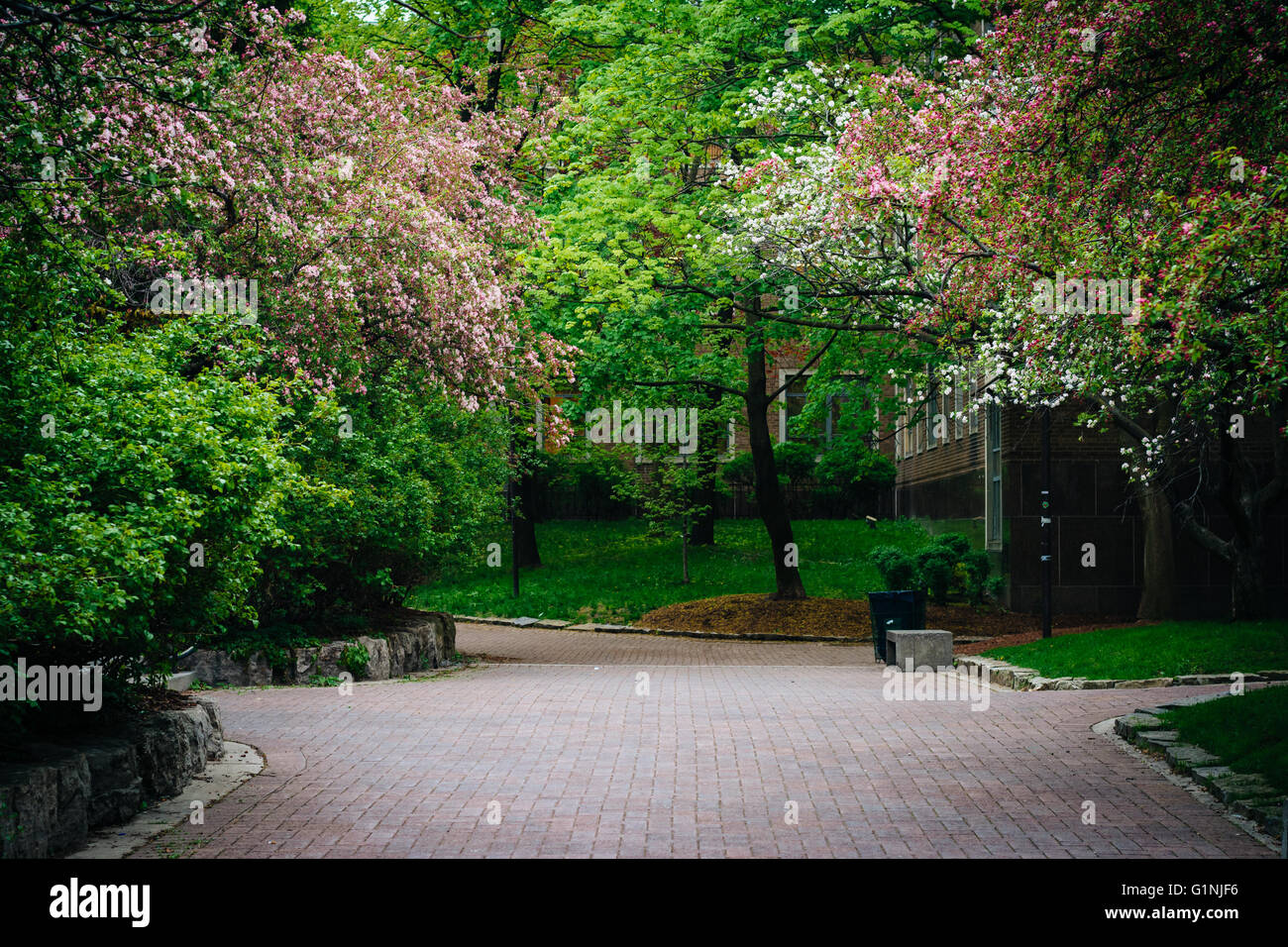 Frühlings-Farben und einen Gehweg an der Ryerson Universität in Toronto, Ontario. Stockfoto