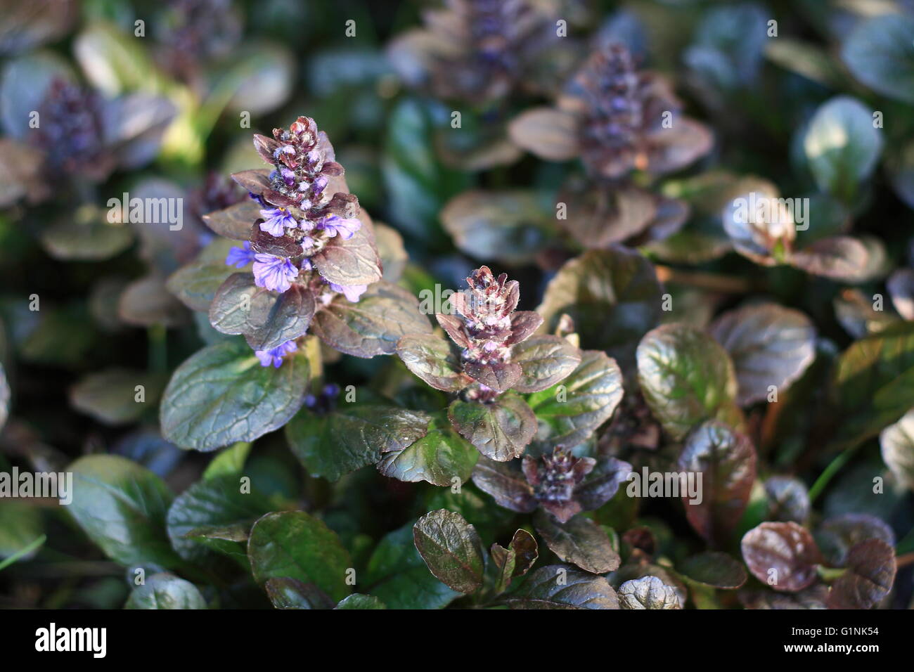 Ajuga Reptans oder Signalhorn, blaue Signalhorn, bugleherb Stockfoto