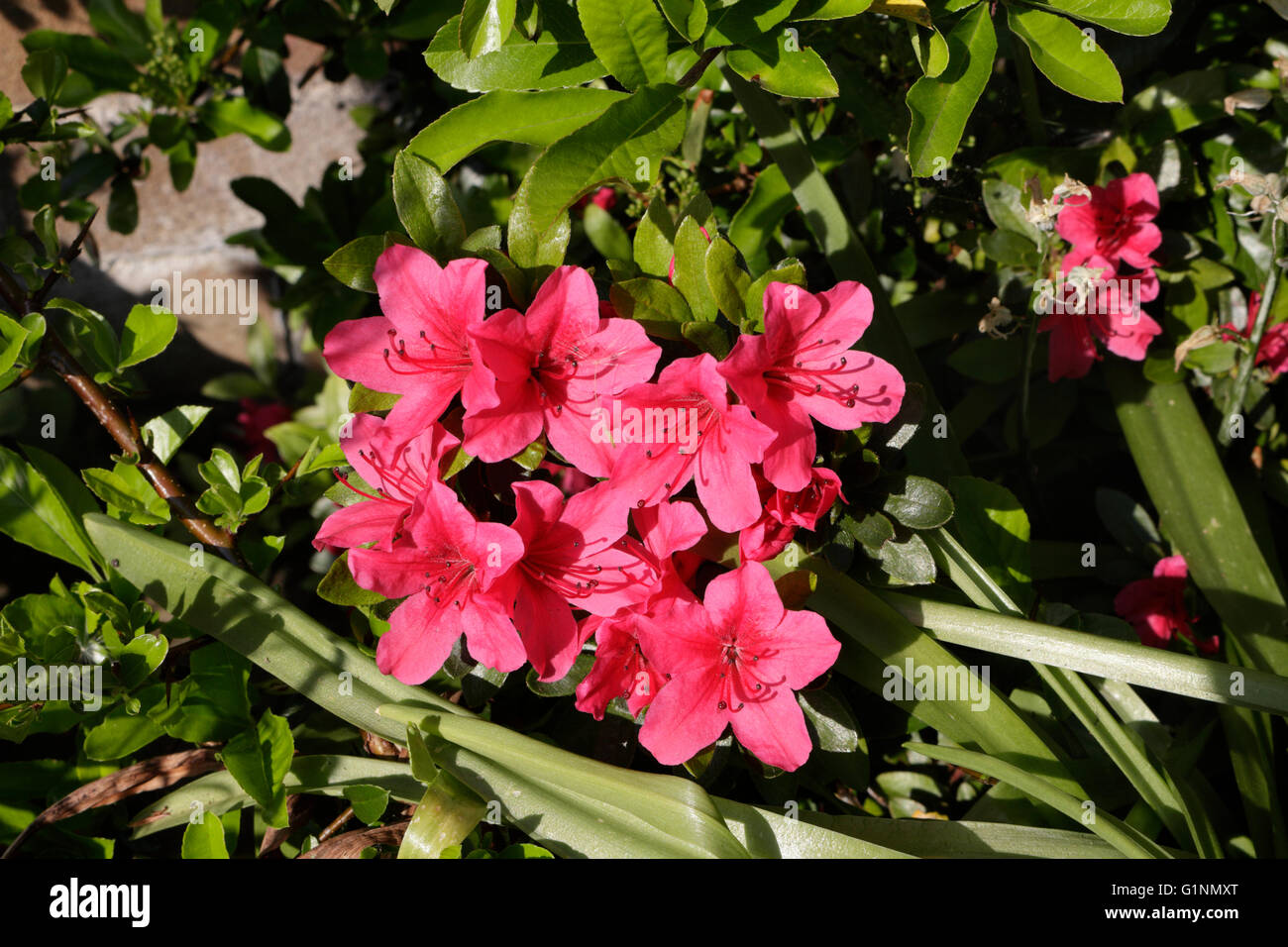 Rote Azalea-Blüten in Blüte blühender Sträucher Rhododendron Stockfoto