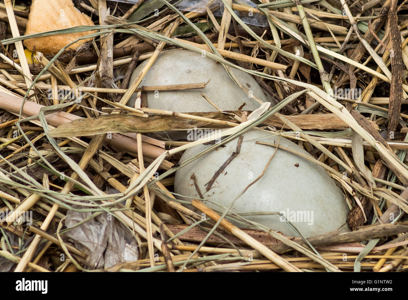 London, UK. 17. Mai 2016. Höckerschwan Nest Eiern auf Kanada Wasserteich Credit: Guy Corbishley/Alamy Live News Stockfoto