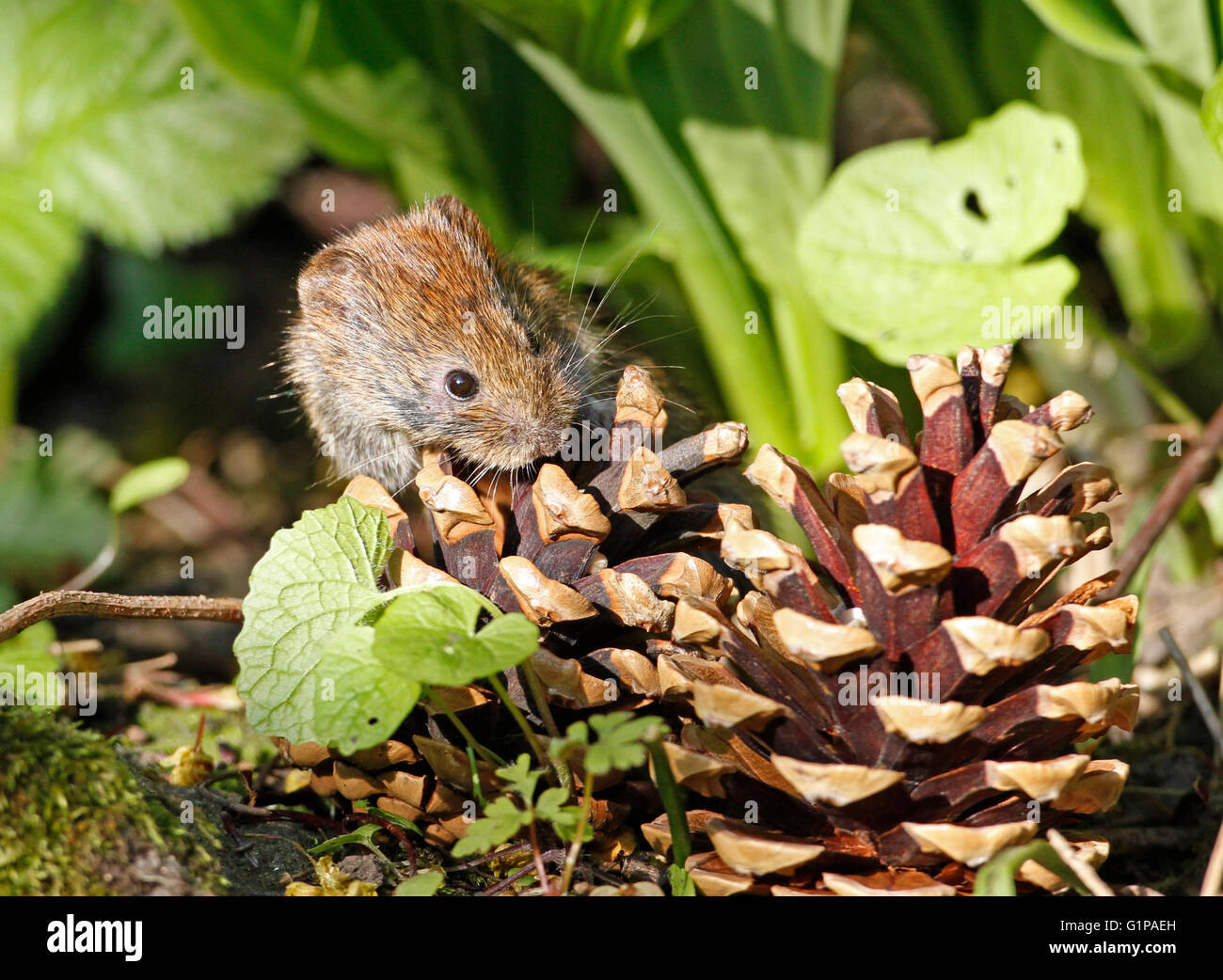 Rötelmaus (Myodes Glareolus) Stockfoto