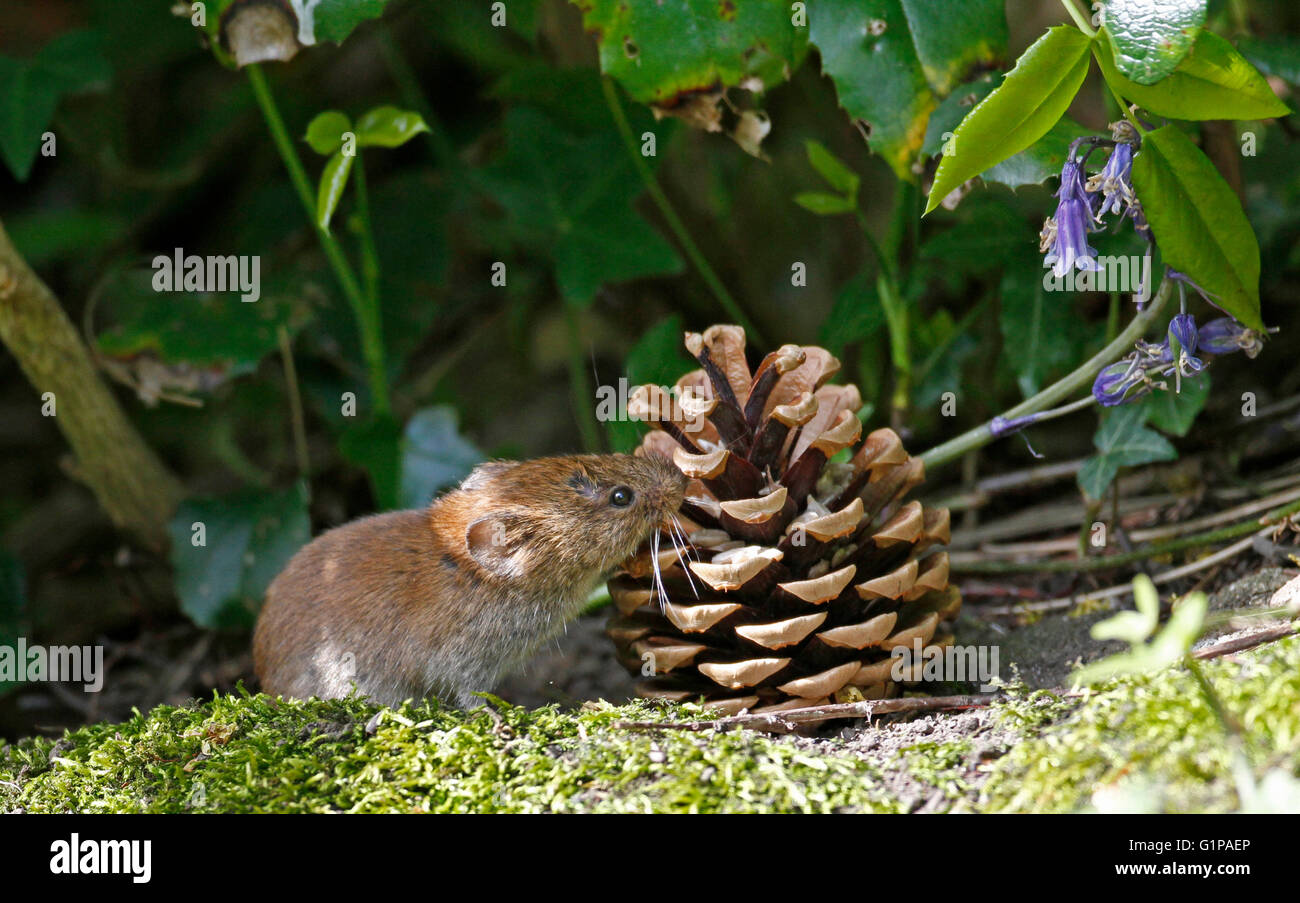 Rötelmaus (Myodes Glareolus) Stockfoto