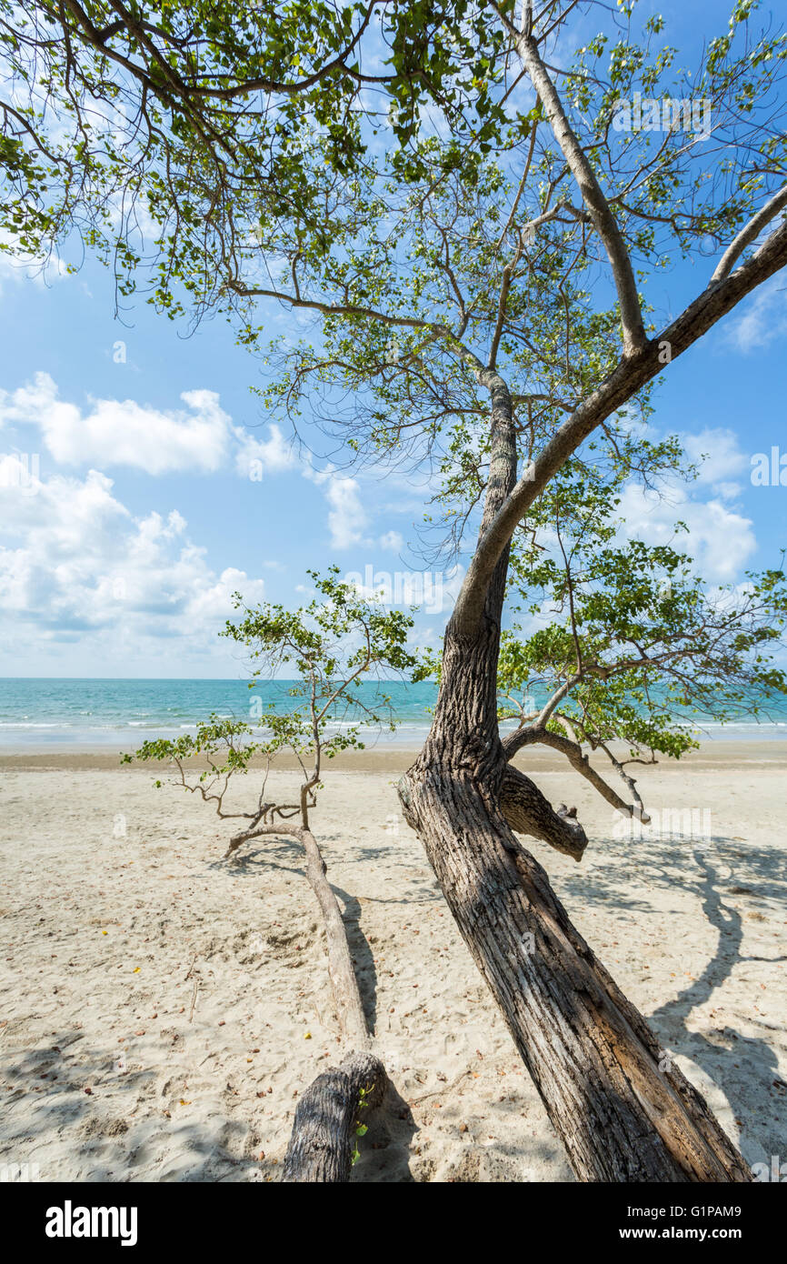 tropischer Strand mit Baum Stockfoto