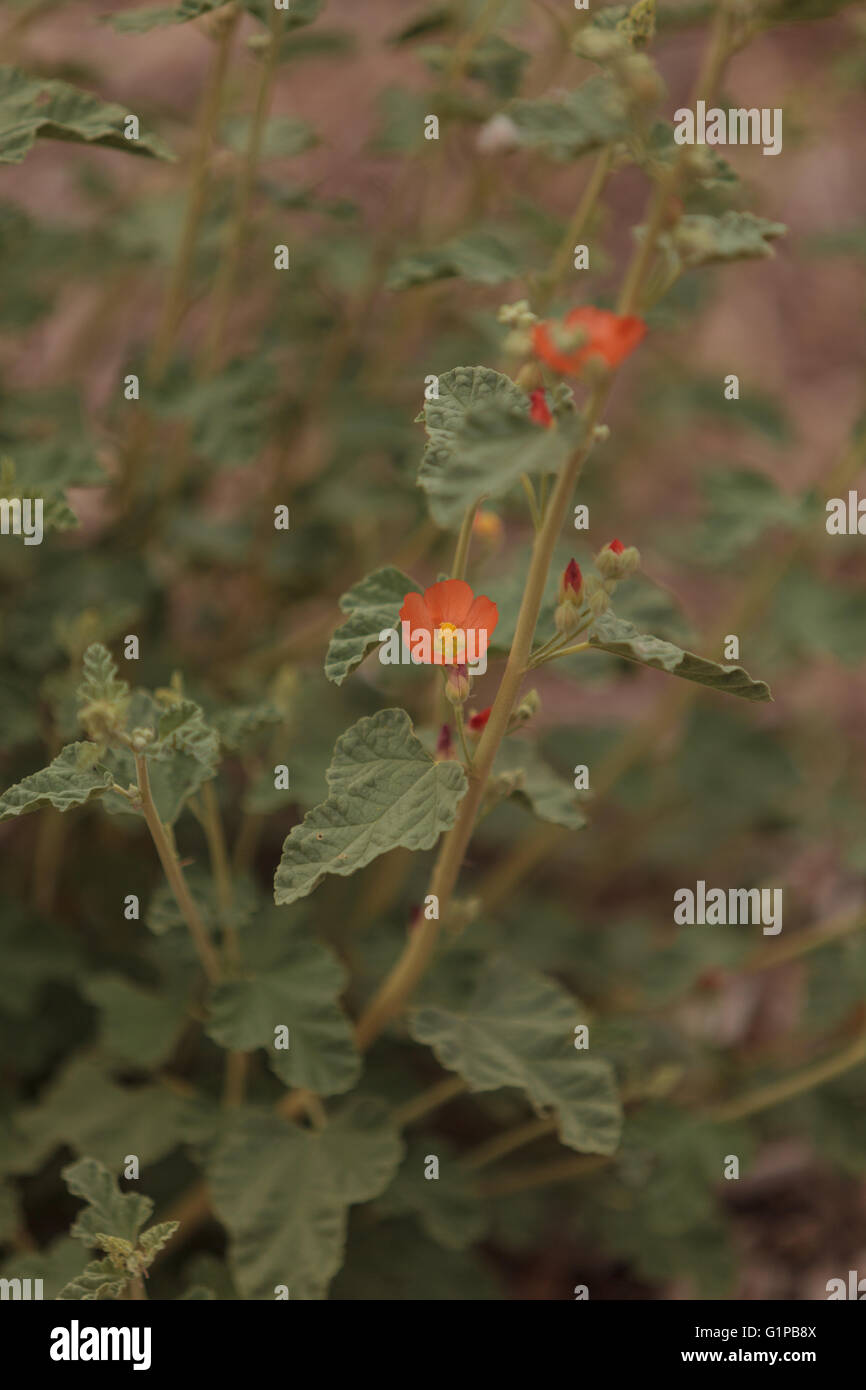 Kleine orange Blüten Apricot Malve Pflanze Sphaeralcea Ambigua Blüte in einem botanischen Garten in Süd-Kalifornien Stockfoto