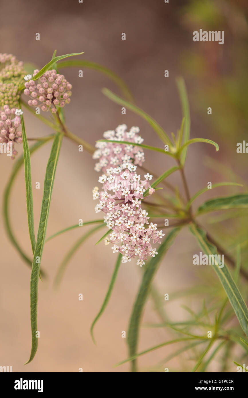 Leichte rosa Blütentrauben von schmalen blätterte Seidenpflanze Asclepias Fascicularis gewinnen Monarchfalter in Southern California Stockfoto