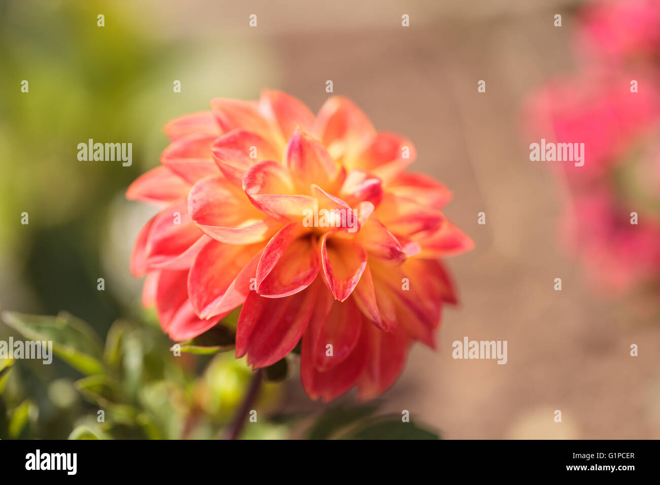 Rosa Barbarry Ball Dahlie Blüte ist in Mexiko gefunden, aber in einem Garten im Süden der Vereinigten Staaten angebaut werden kann. Stockfoto