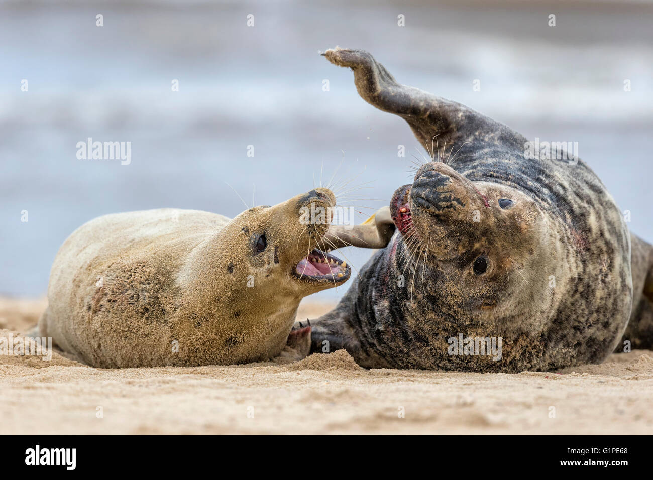 Atlantic Grey Seal Stier und Kuh - Halichoerus grypus Stockfoto