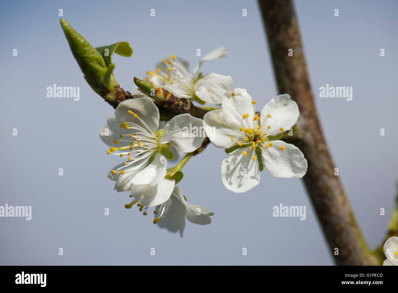 Blühende Blüte des Baumes Victoria Pflaume, Prunus Domestica, im zeitigen Frühjahr, Berkshire, April Stockfoto