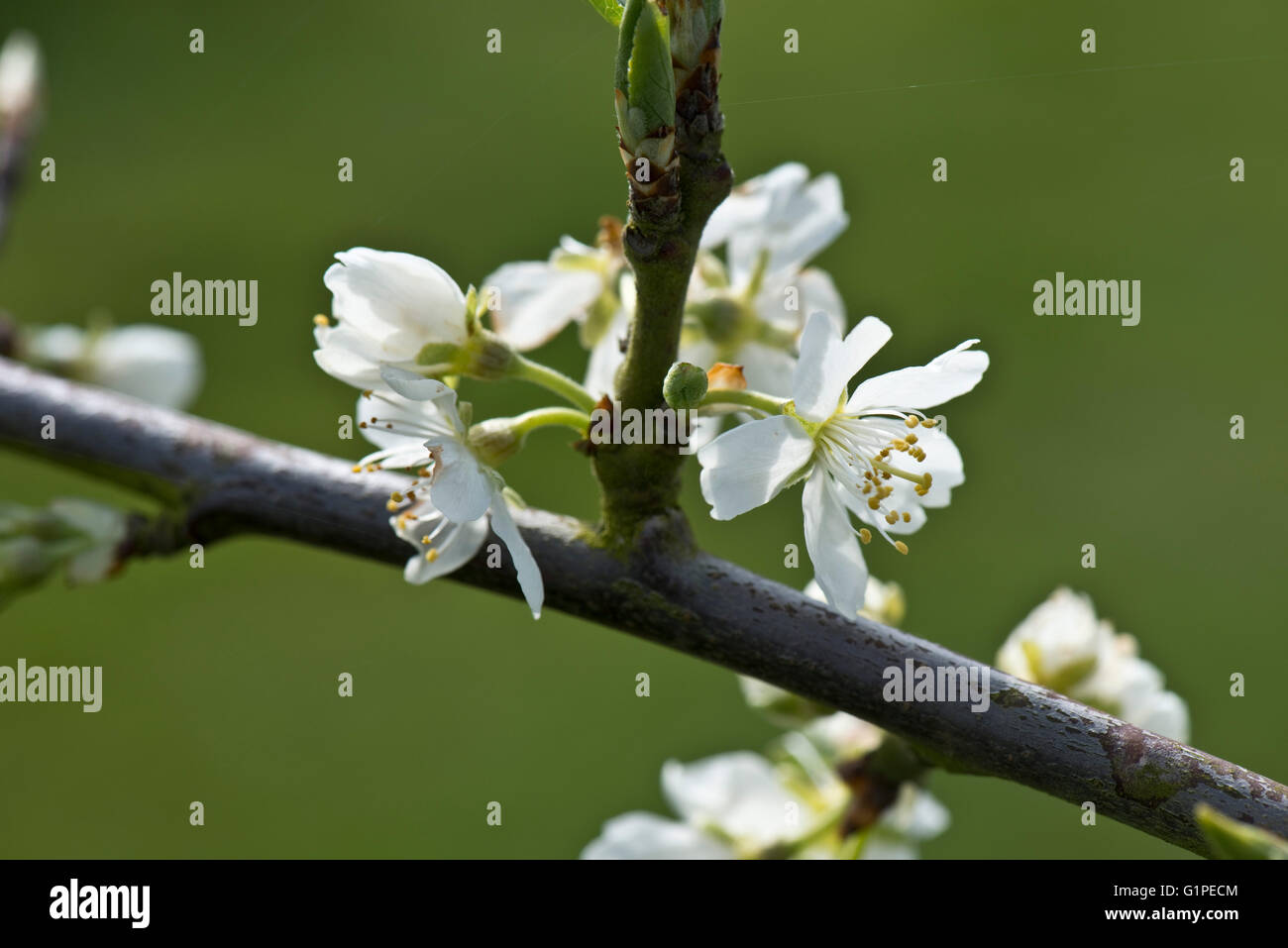 Blühende Blüte des Baumes Victoria Pflaume, Prunus Domestica, im zeitigen Frühjahr, Berkshire, April Stockfoto