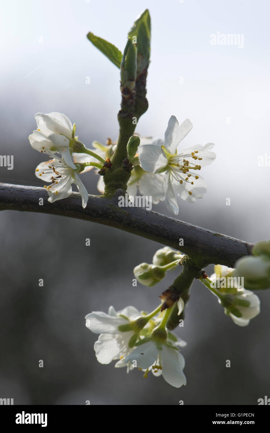 Blühende Blüte des Baumes Victoria Pflaume, Prunus Domestica, im zeitigen Frühjahr, Berkshire, April Stockfoto