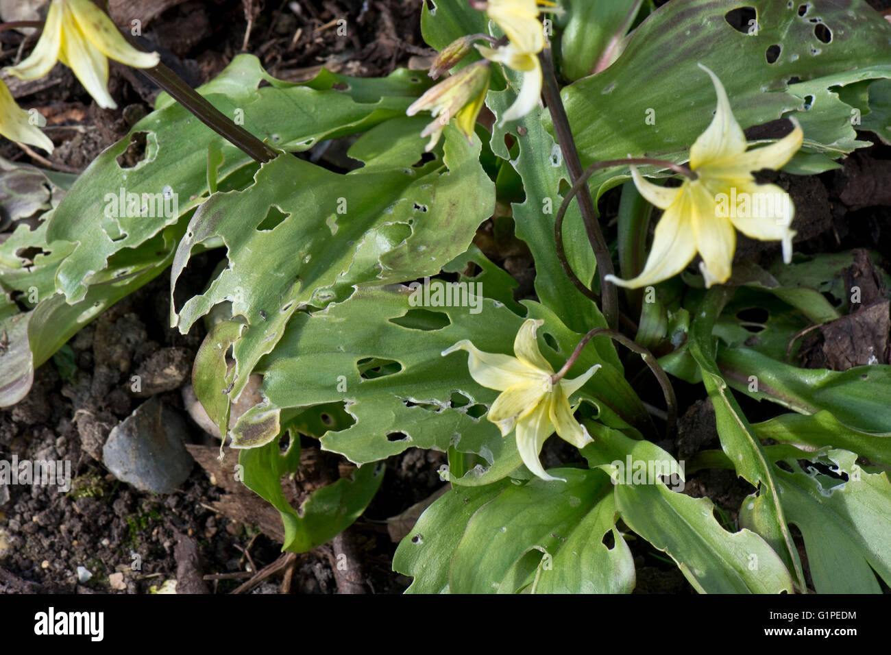 Slug Fraßschäden an den Blättern der Erythronium "Pagode" im Frühjahr, Berkshire, April Stockfoto