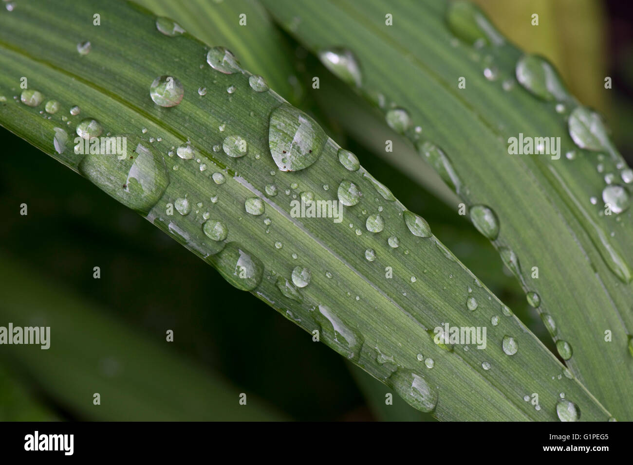 Regen Wassertropfen auf junge Taglilie Hemerocallis, Blätter im Frühjahr Stockfoto