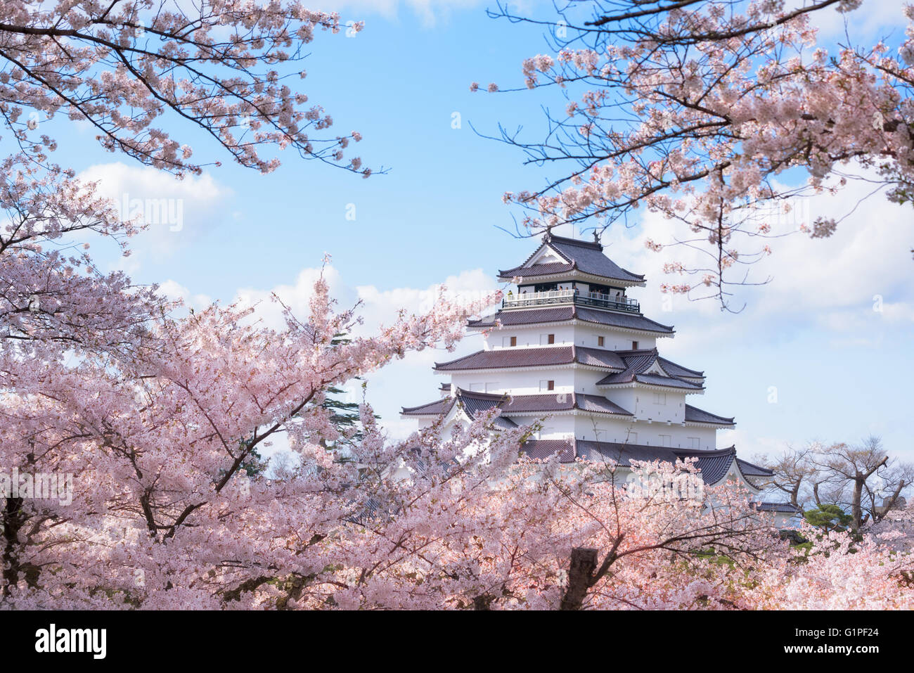 Tsuruga Burg umgeben von Hunderten von Sakura Bäume Stockfoto