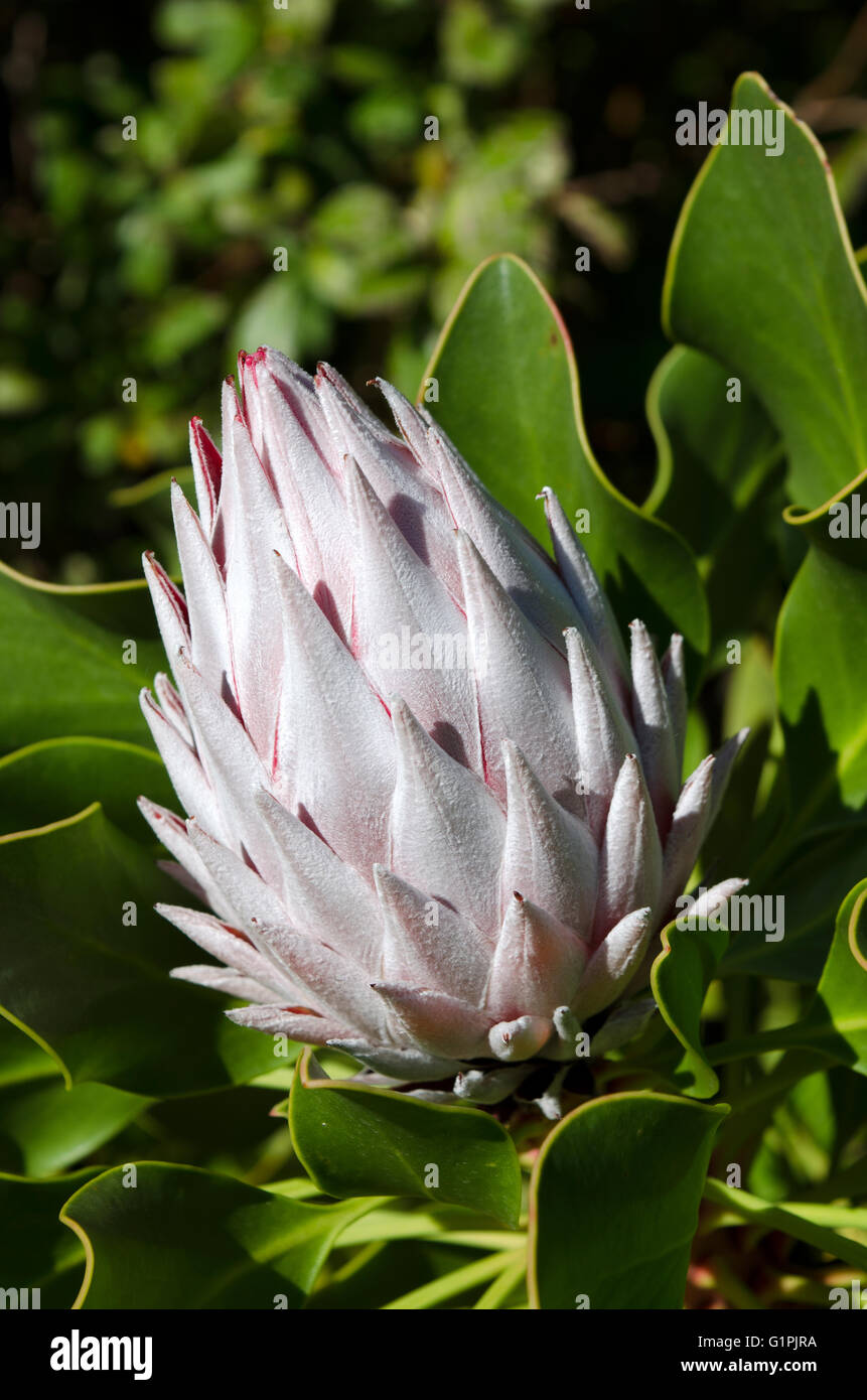 White King Protea im Keim zu ersticken. Cynaroides. Stockfoto