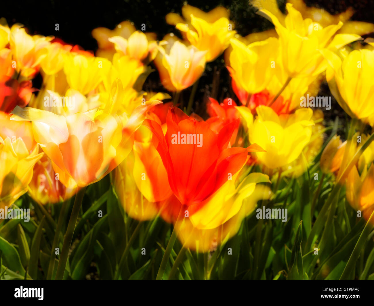 Nahaufnahme von Tulpen gelb, rot, grün, soft-Fokus Stockfoto