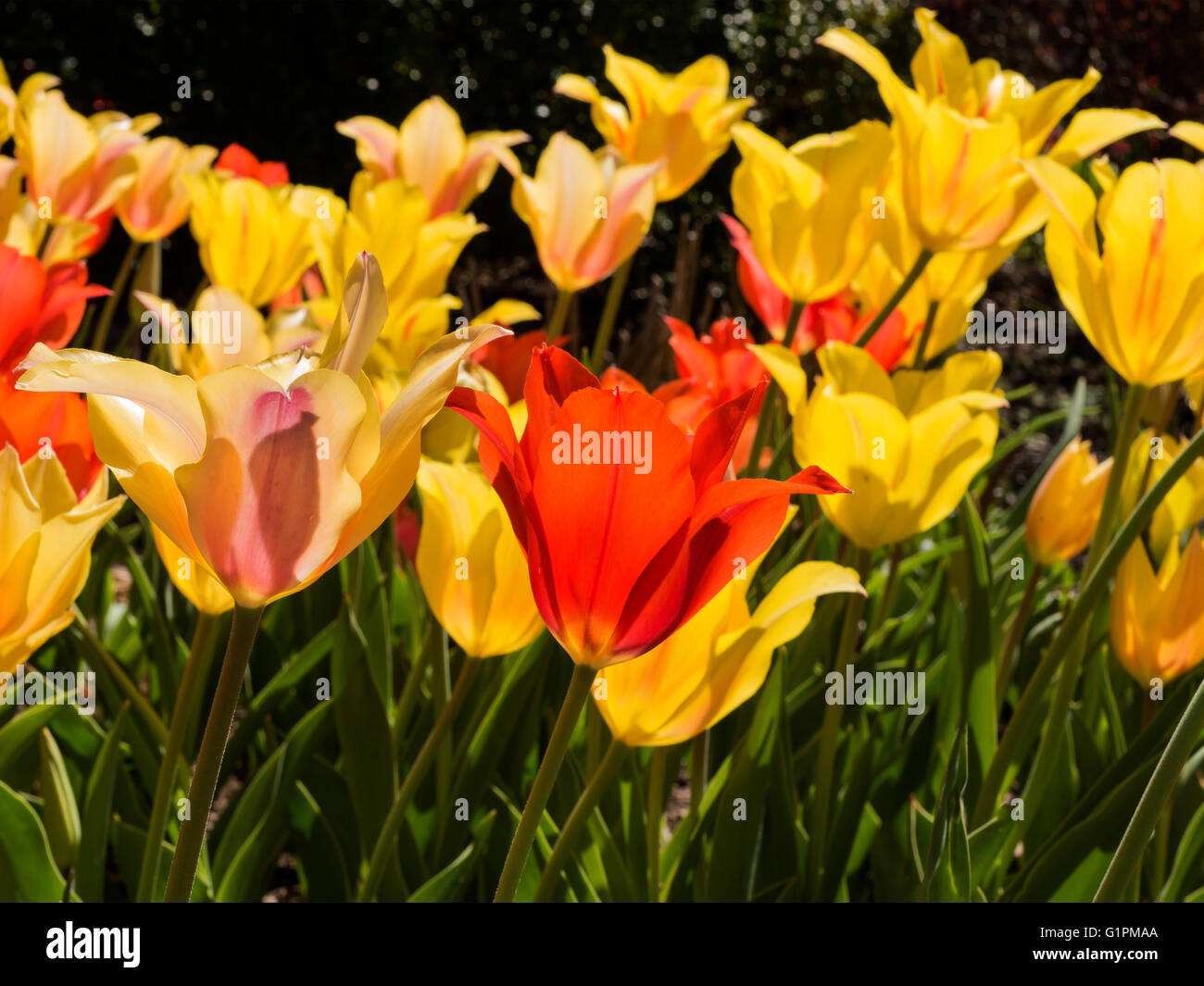 Nahaufnahme von gelben und roten Tulpen Stockfoto