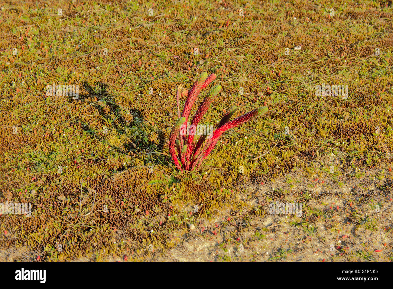 Queller Werk in Salz-März (Salicornia) Stockfoto