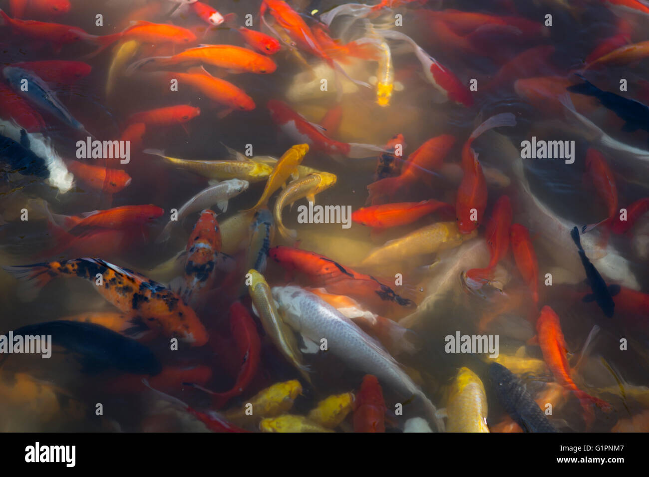Goldfisch koi teich Fotos und Bildmaterial in hoher Auflösung Alamy