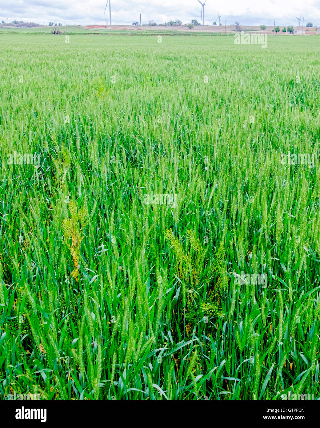 Eine grüne Weizen Feld Nahaufnahme zeigt Unkraut unter den Weizen. Oklahoma, USA. Stockfoto