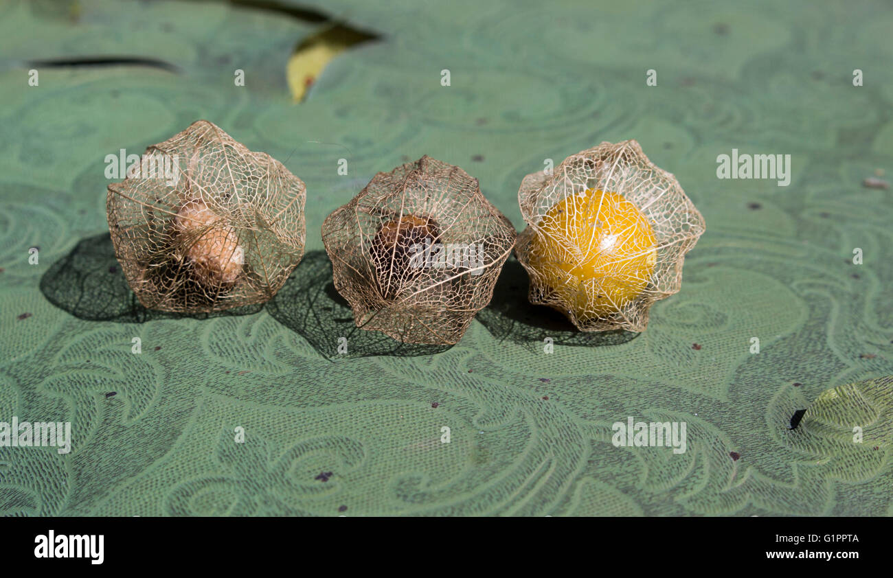 Frucht der Physalis rubro in einem blütenkelch, oder Kap Stachelbeeren, Inca Berry, Aztec Berry, golden Berry, riesige Boden Kirsche, afrikanischen Boden Kirsche. Stockfoto