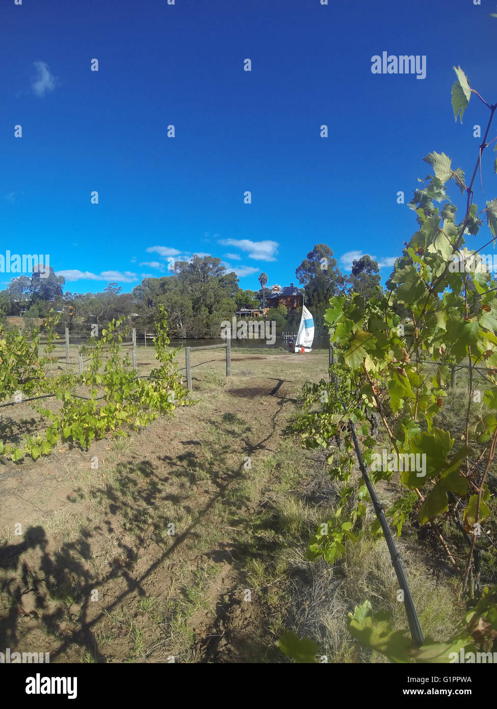 Segeln Jolle unter herbstlichen Weinreben, Flussufer Weingut, Swan Valley, Swan River, Perth, Western Australia. Weder Herr PR Stockfoto