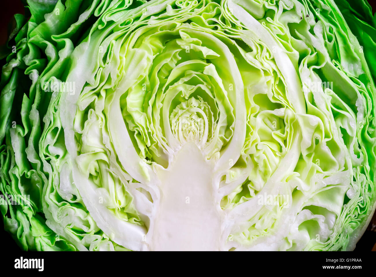 Junge Kohl. Ein junger Kohl zu schneiden. grünkohl Essen zu kochen. frisches Gemüse. der Salat vorbereiten. Kohlsuppe Diät. b Stockfoto