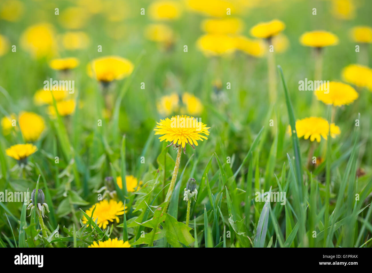 Gelber Löwenzahn auf dem grünen Feld Stockfoto