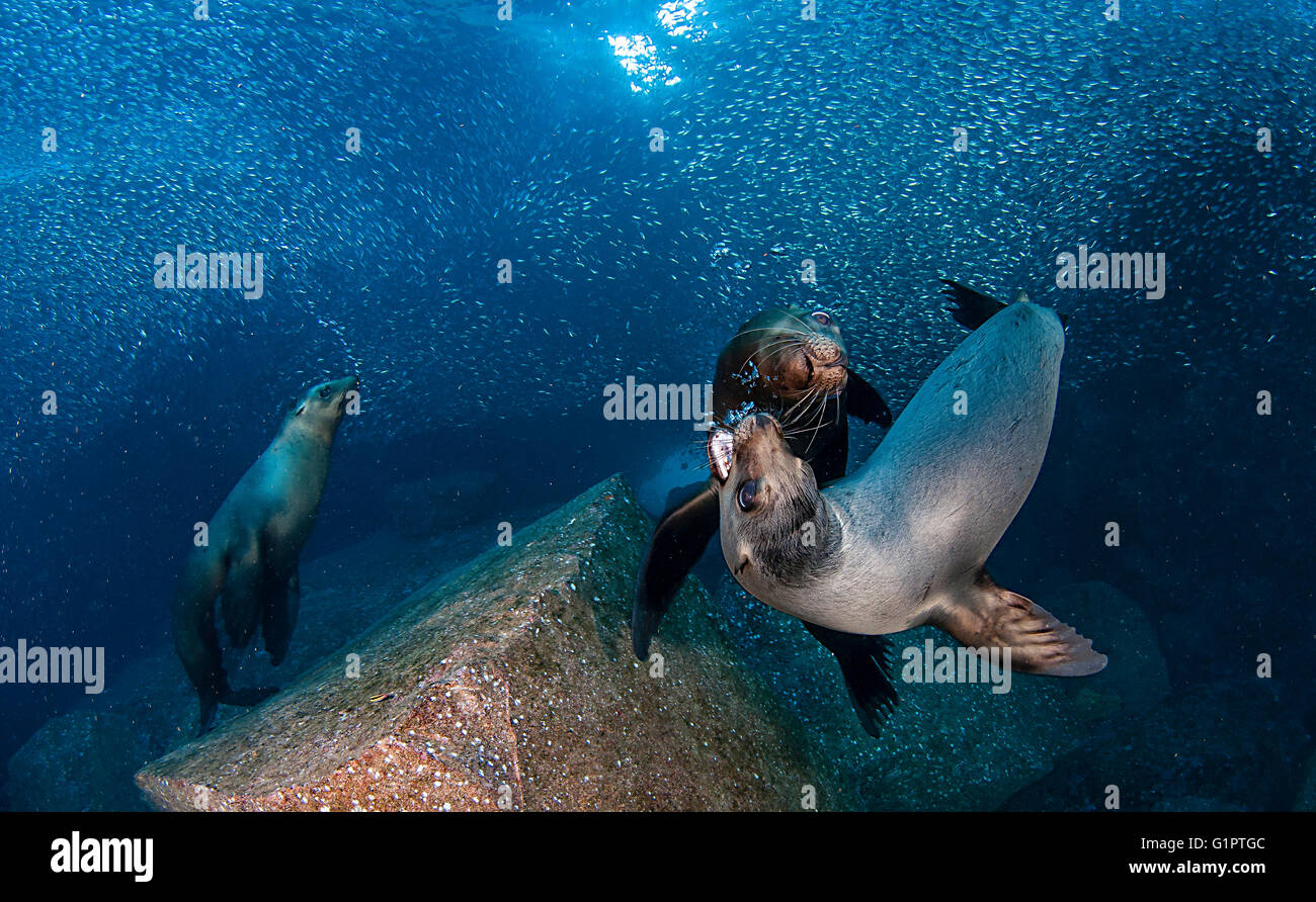 Unterwasser Ansichten der kalifornischen Seelöwen, Zalophus Californianus und Köder Fischen in der Sea Of Cortez. Stockfoto