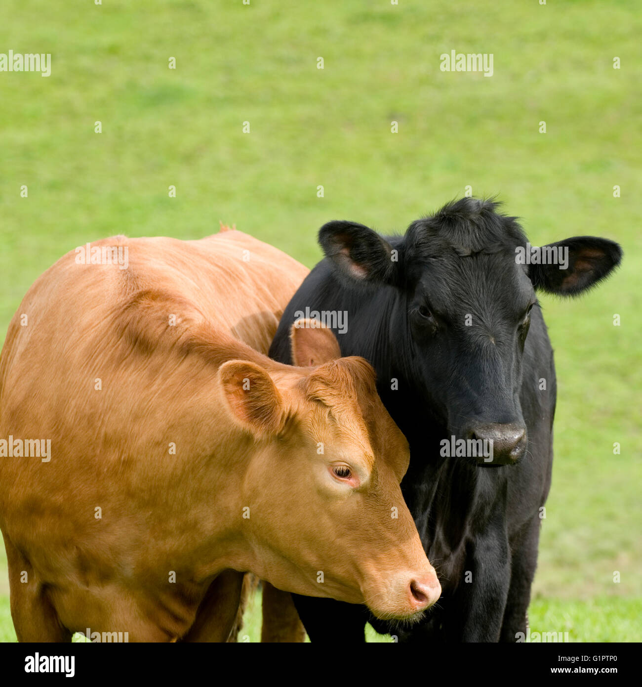 zwei Kühe Stockfoto