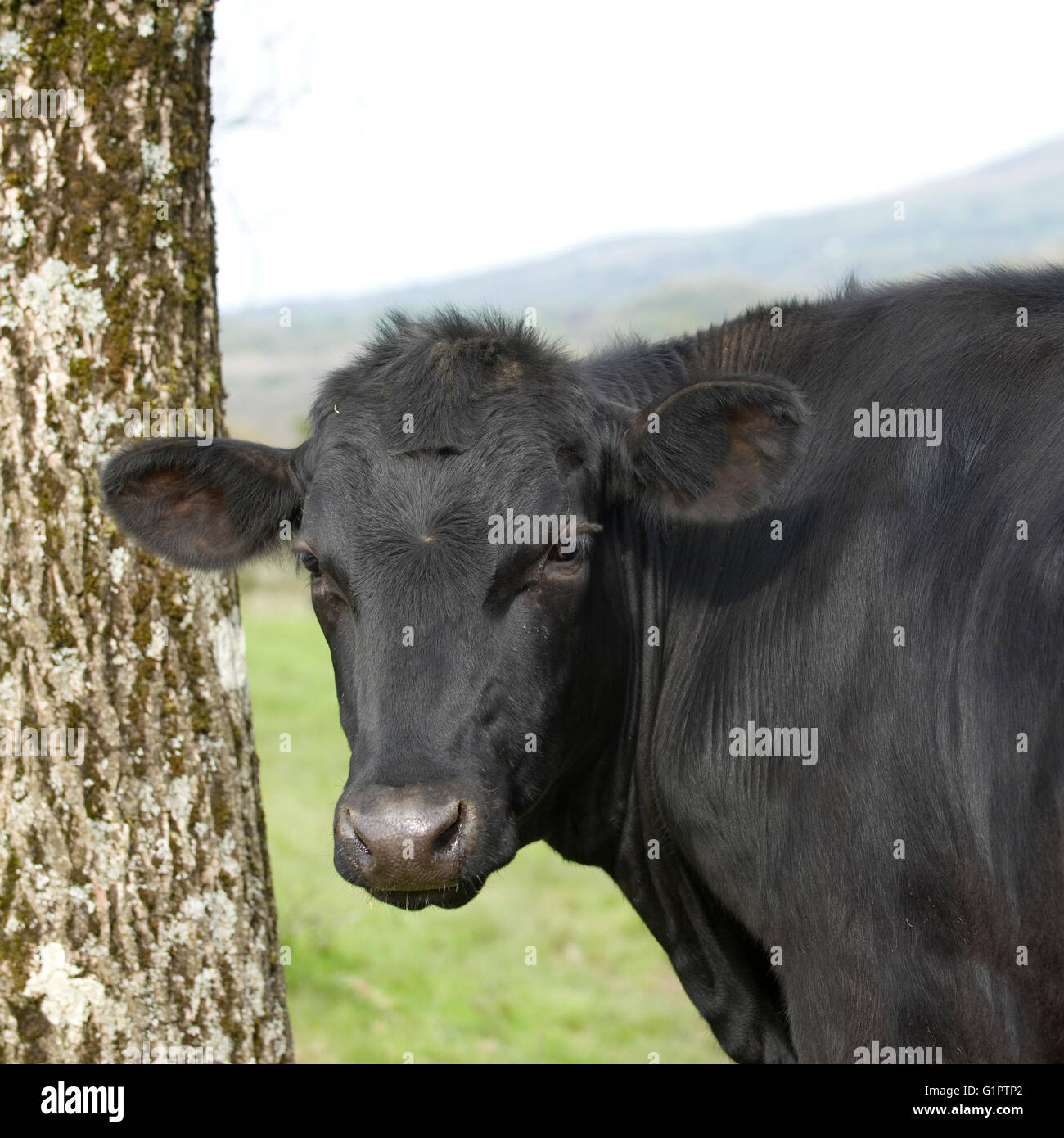 Kuh auf der Suche über die Schulter Stockfoto