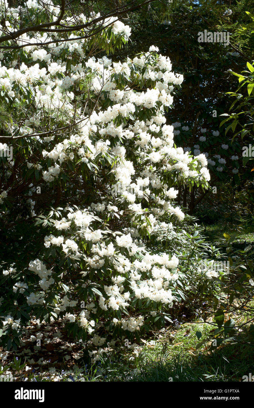 weißen Rhododendren in Brentry Holz in Sir Harold hillier Gardens in Romsey England uk Stockfoto