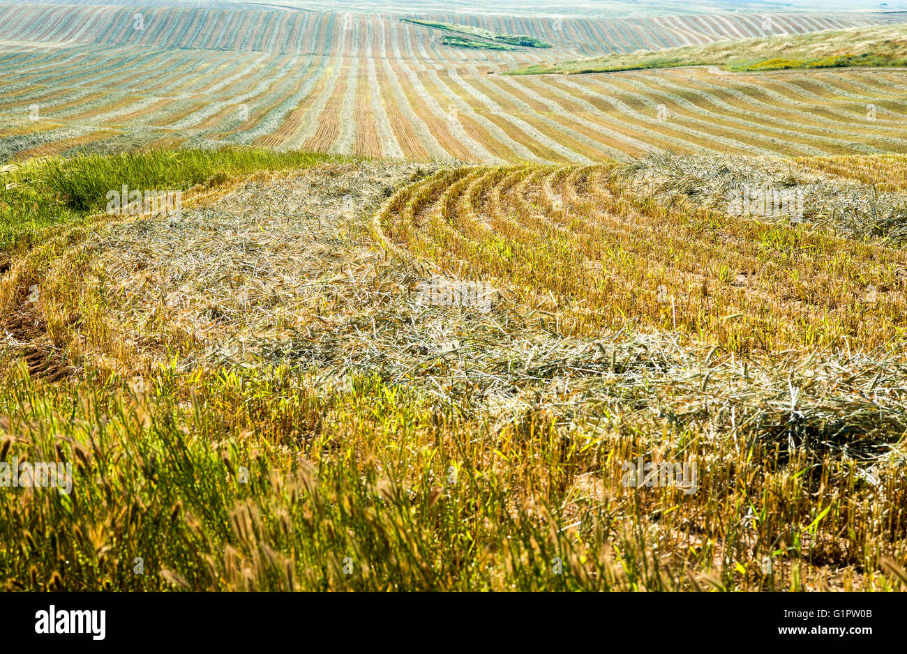 Wüste Landwirtschaft. Abgeernteten Weizenfeld in der Negev-Wüste, Israel Stockfoto