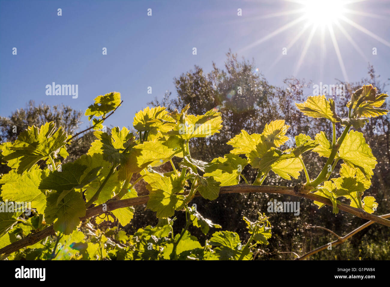 Mediterrane Landschaft Stockfoto