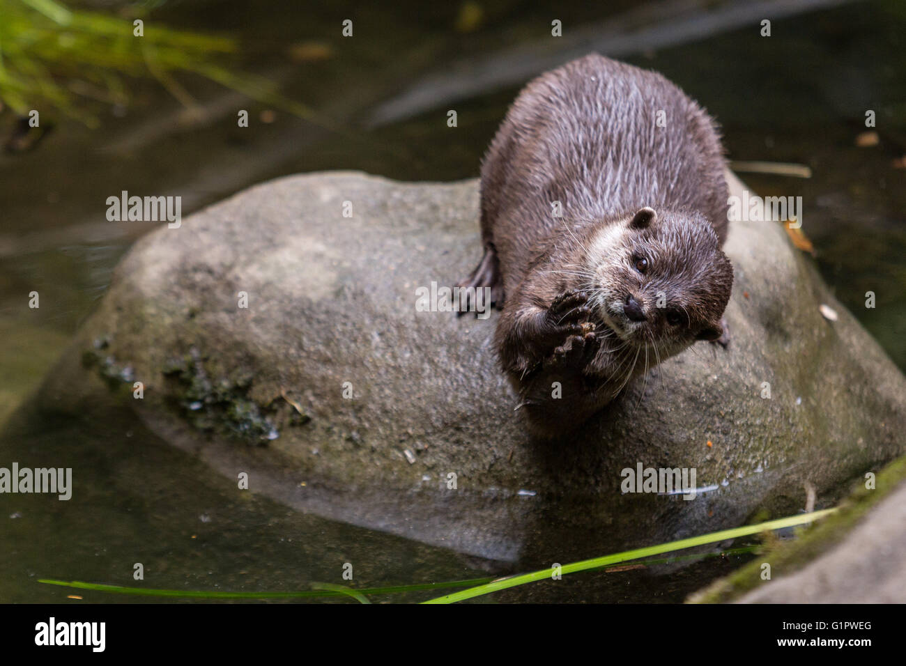 Otter spielt mit einem kleinen Stein, Cornish Seal Sanctuary, Cornwall, UK Stockfoto