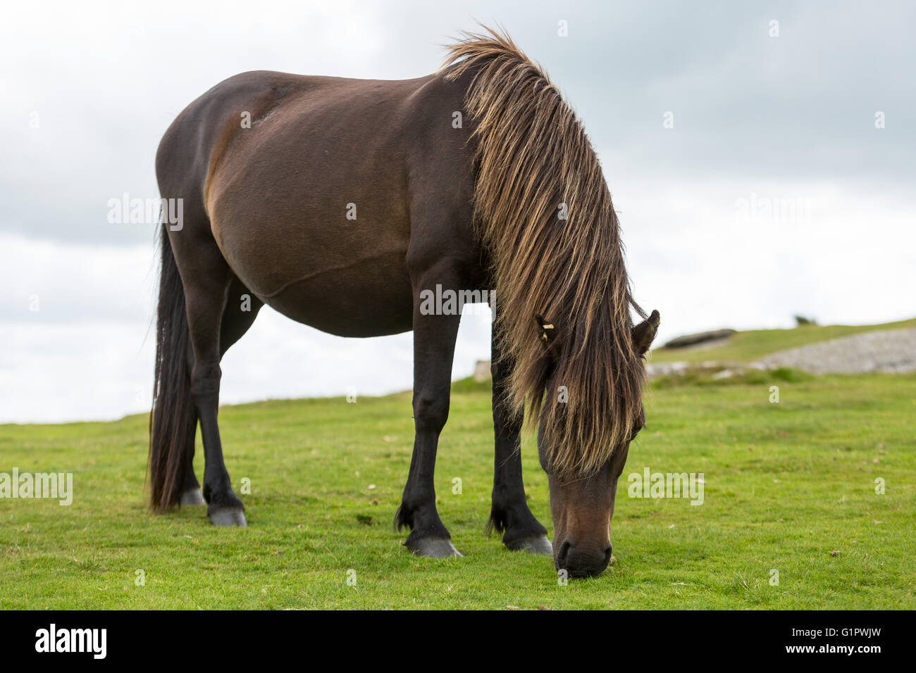 Native Pony Weiden, Dartmoor Park, Devon, UK Stockfoto