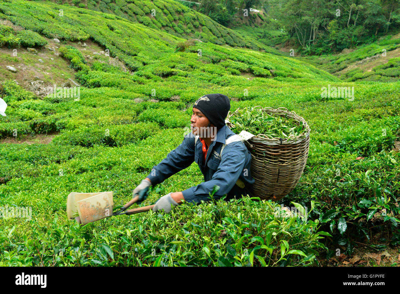 Teeernte, Sungai Palas, Boh Tea Estate, Cameron Highlands, Malaysia Stockfoto