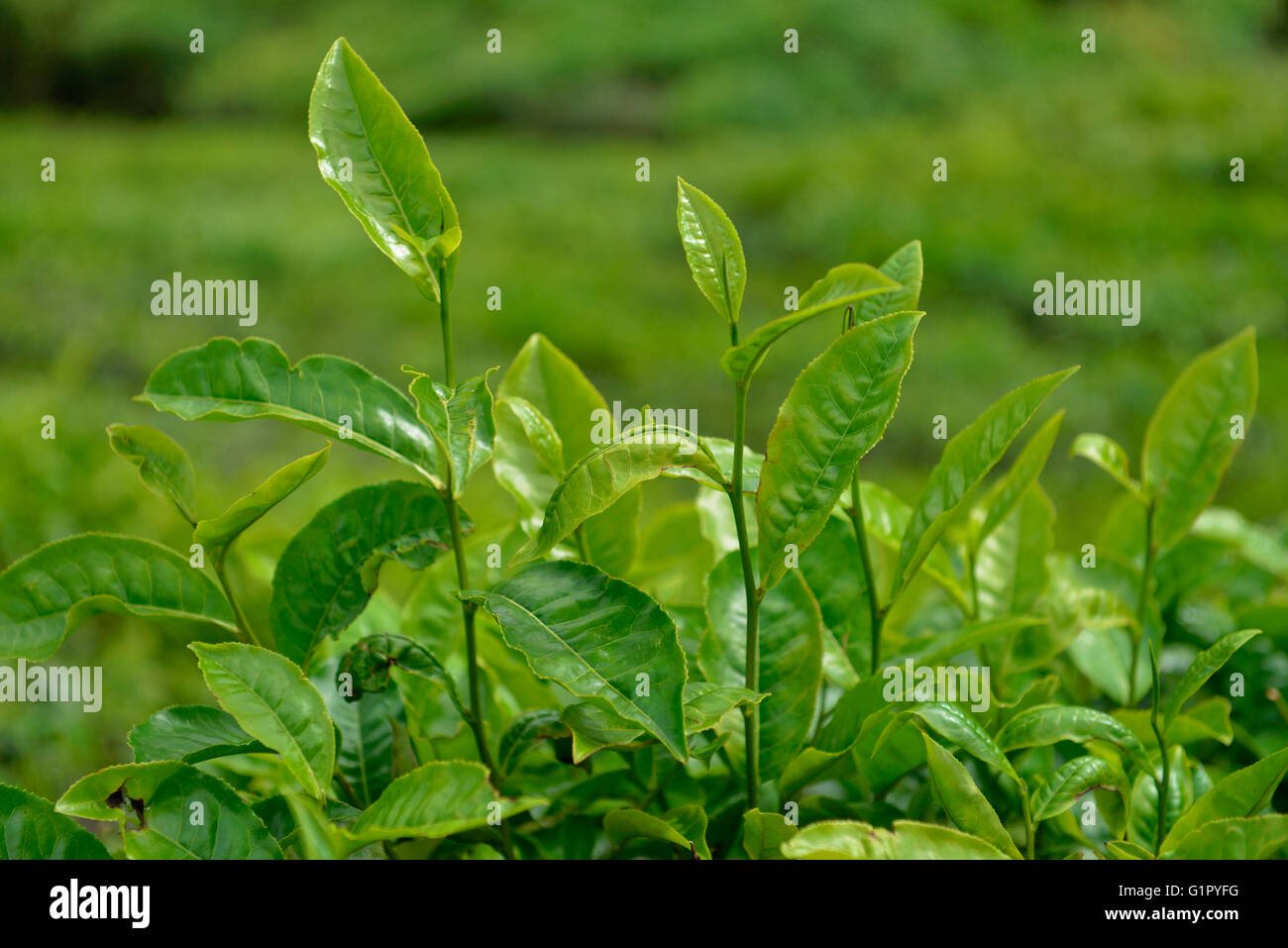 Teepflanze, Sungai Palas, Boh Tea Estate, Cameron Highlands, Malaysia Stockfoto